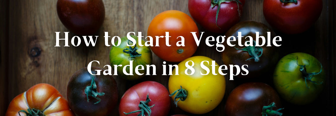 How to Start a Vegetable Garden In Your Backyard